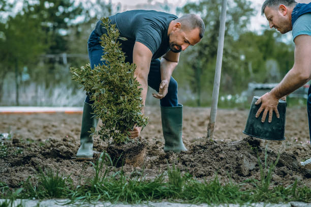 Best Palm Tree Trimming  in Pleasant View, UT